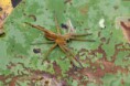 /album/pisauridae/dolomedes-plantarius1-jpg/
